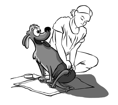 Accudimento del cane paralizzato o con problemi di deambulazione