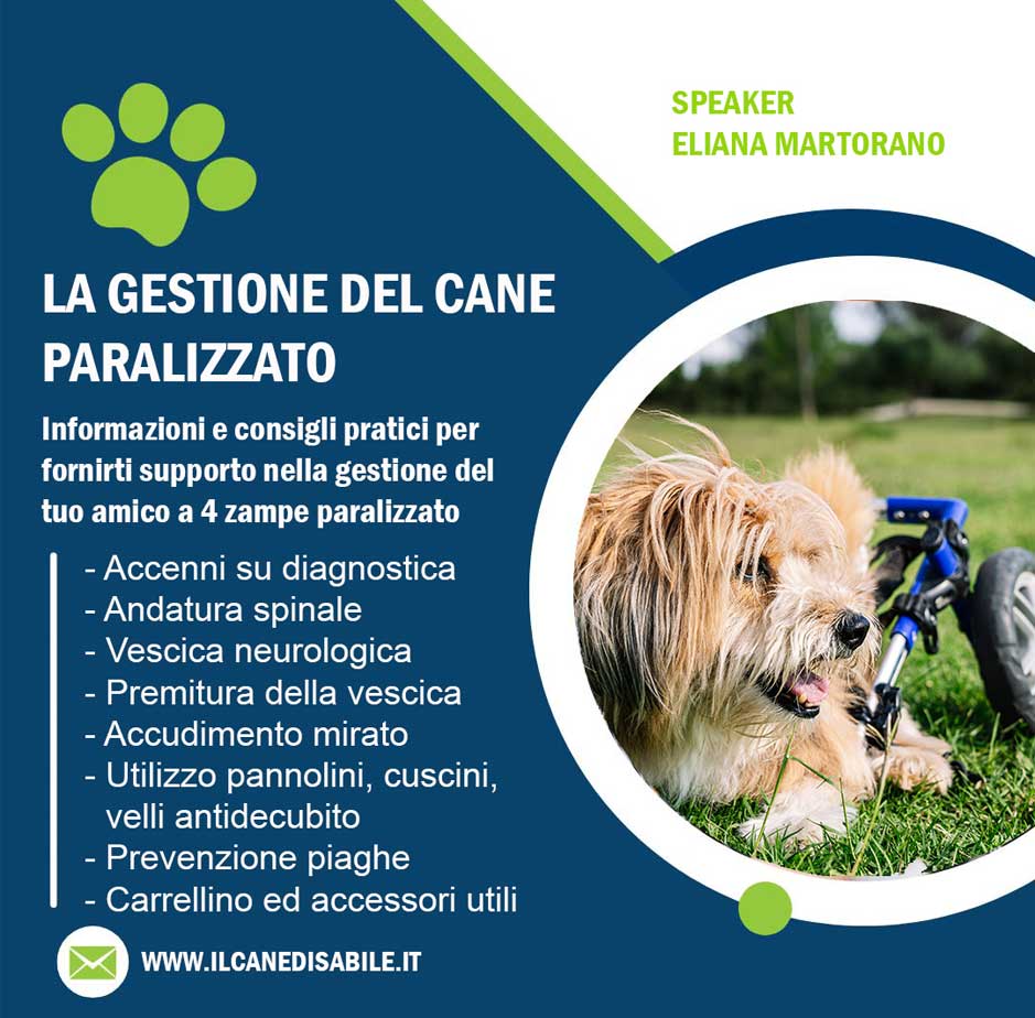 video-guida-il-cane-paralizzato-il-cane-disabile